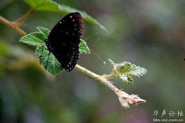 暗黑蝴蝶,探寻神秘生物的暗夜传奇